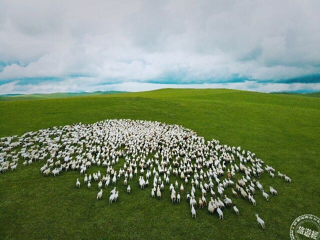 呼伦贝尔大草原空拍可爱羊群(图片提供/旅奇周刊)